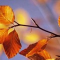 autumn.448