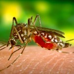 Yellow fever low risk in Southern Africa