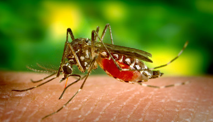 Yellow fever low risk in Southern Africa