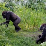 Opening of the Gorilla Rainforest at Dublin Zoo
