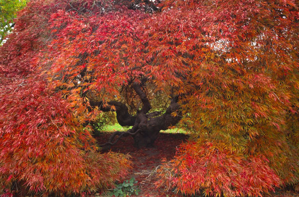 Autumn glory of Gliffaes tree trail