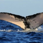 Whale Watching In Samana