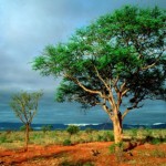 Kruger reopens after rains