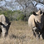 Rhino Richard's Bay